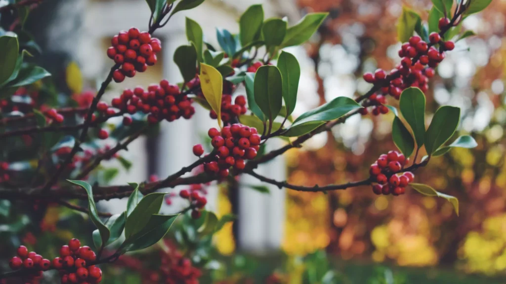 Τα 5 φυτά των Χριστουγέννων 4 BerriesEM.jpg 1