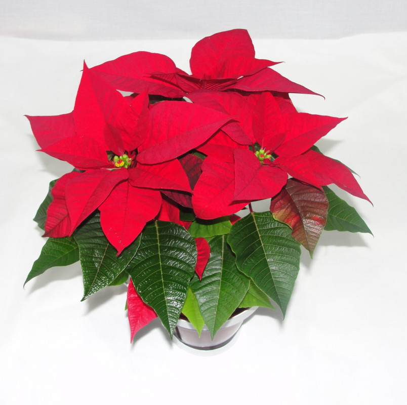 Τα 5 φυτά των Χριστουγέννων 6 DSC04386