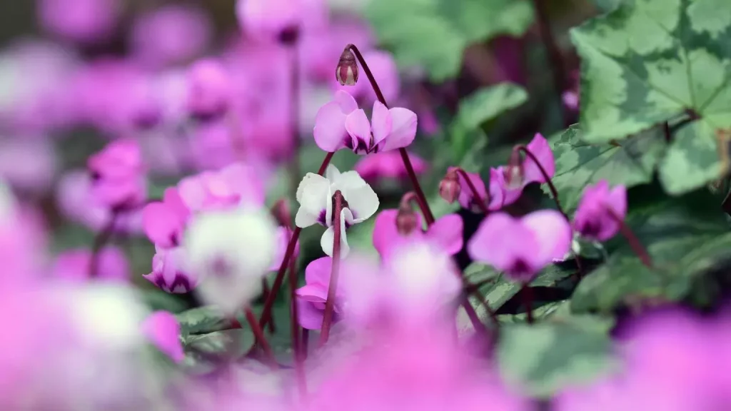 Τα 5 φυτά των Χριστουγέννων 7 ID 040218 0558 Cyclamen coum 1 1.jpg