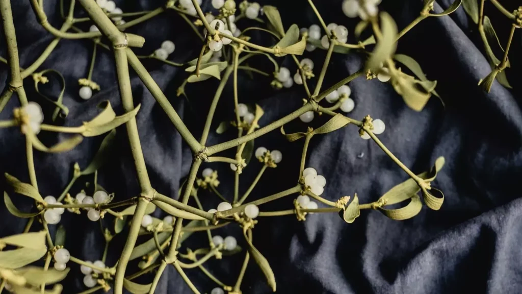 Τα 5 φυτά των Χριστουγέννων 5 annie spratt 2fBfiDNx0oo unsplash 1 1.jpg