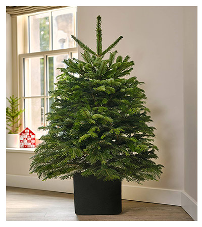 Τα 5 φυτά των Χριστουγέννων 3 fisikoelato 01102024 1 3